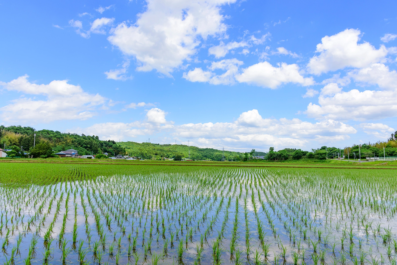 宮崎県産早期米こしひかり