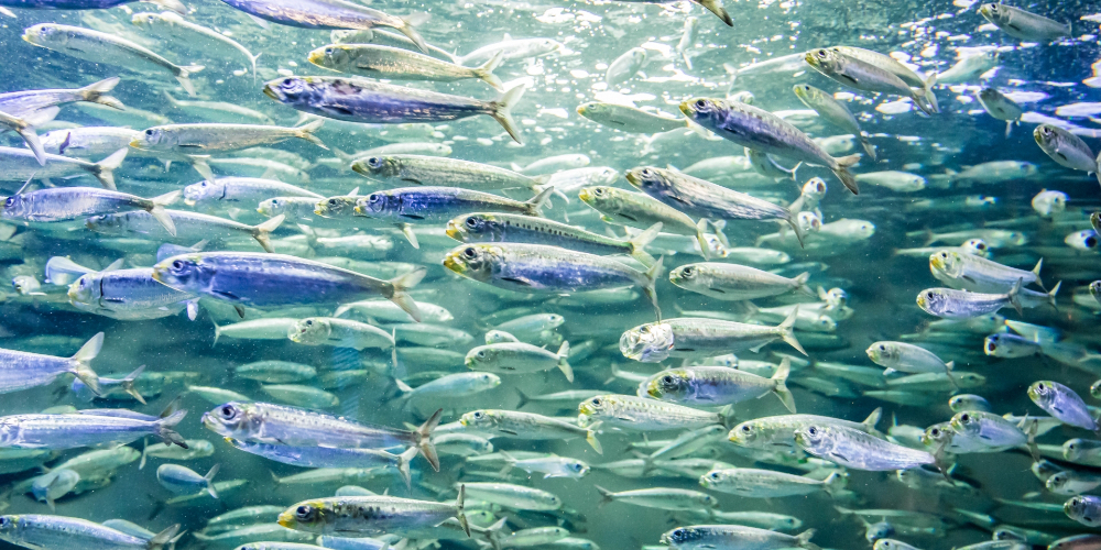 管理栄養士がおすすめする！免疫力を高める魚特集